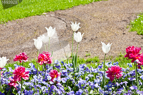 Image of beautiful colorful pink tulips outdoor in spring