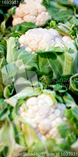 Image of fresh green cauliflower cloceup 