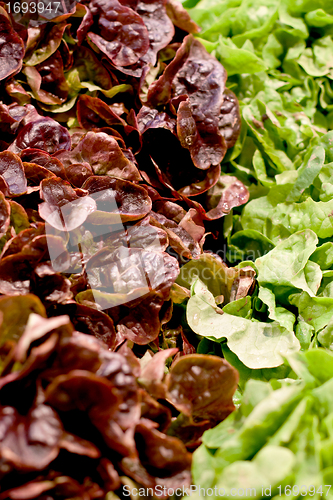 Image of fresh green and red salad macro on a market