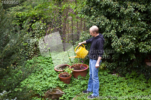 Image of gardener repot young aloe vera plants