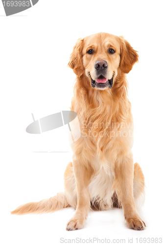 Image of golden retriever dog sitting on isolated  white