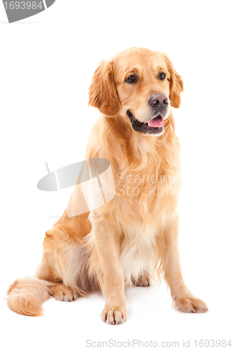 Image of golden retriever dog sitting on isolated  white