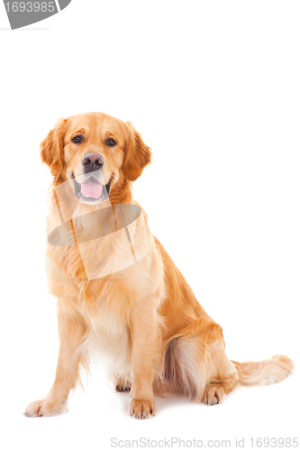 Image of golden retriever dog sitting on isolated  white