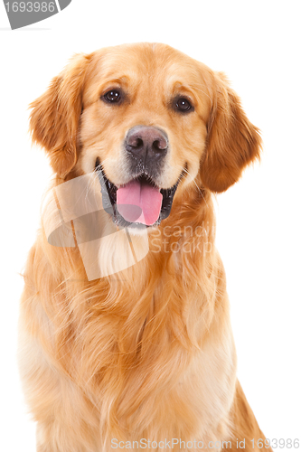 Image of golden retriever dog sitting on isolated  white