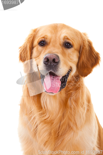 Image of golden retriever dog sitting on isolated  white
