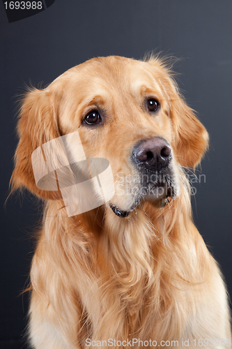 Image of golden retriever dog on black