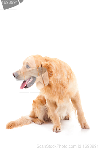 Image of golden retriever dog sitting on isolated  white