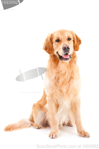 Image of golden retriever dog sitting on isolated  white