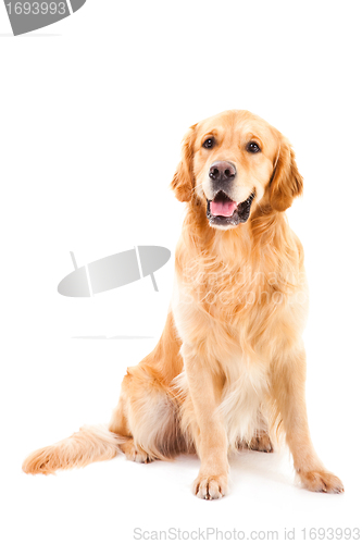 Image of golden retriever dog sitting on isolated  white