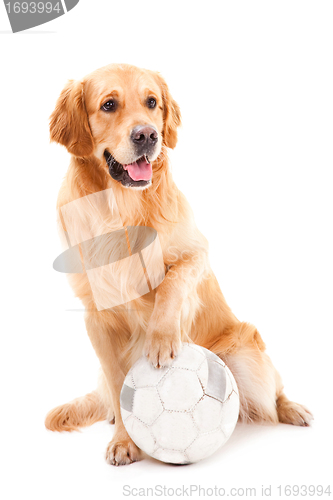 Image of golden retriever dog playing with ball on isolated  white