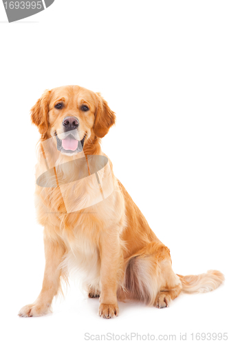Image of golden retriever dog sitting on isolated  white