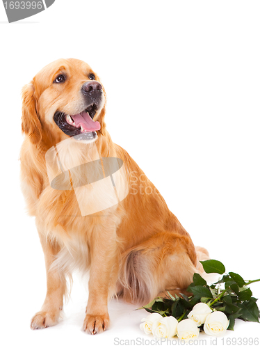 Image of golden retriever dog with white roses on isolated  white