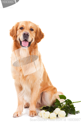 Image of golden retriever dog with white roses on isolated  white