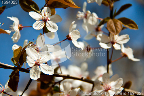 Image of Cherry blossom on a beautiful spring morning