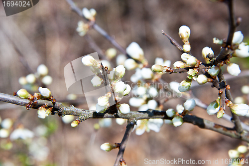 Image of Cherry blossom on a beautiful spring morning