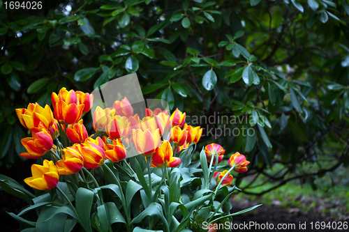 Image of beautiful colorful tulips outdoor in spring 