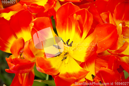 Image of beautiful colorful tulips outdoor in spring 