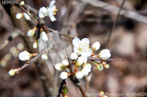 Image of Cherry blossom on a beautiful spring morning