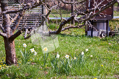 Image of beautiful daffofils in a garden in spring 