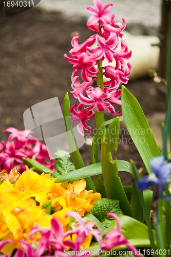 Image of beautiful hyacinth flowers in garden in spring