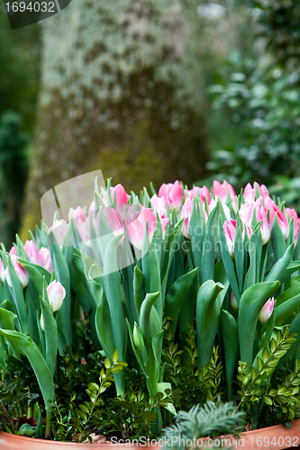 Image of beautiful colorful tulips outdoor in spring 