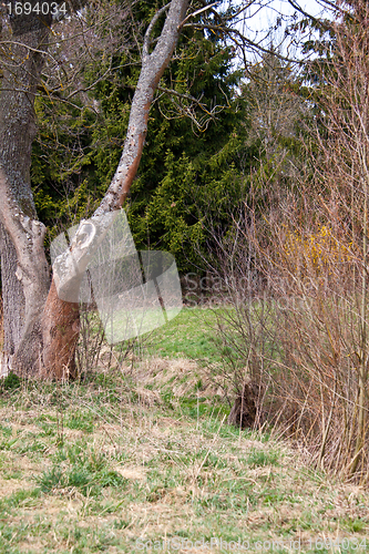 Image of beautiful sunny spring day in the forest 