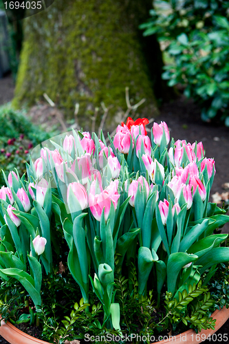 Image of beautiful colorful tulips outdoor in spring 