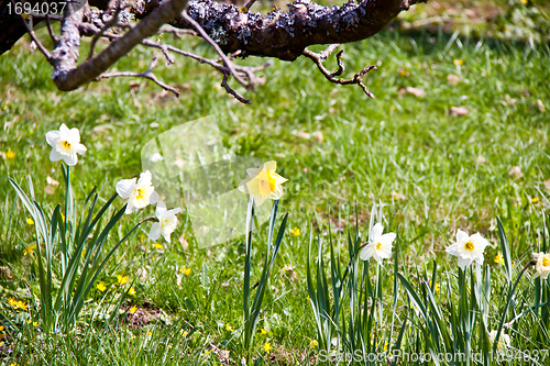 Image of beautiful daffofils in a garden in spring 