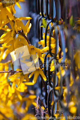 Image of beautiful yellow forsythia flowers outdoor in spring