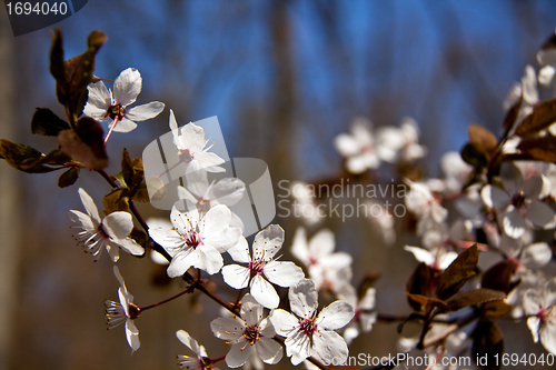 Image of Cherry blossom on a beautiful spring morning