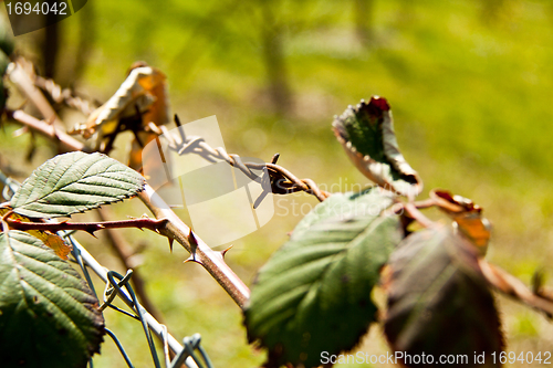 Image of green blackberry bush in spring outdoor macro