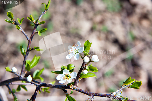 Image of Cherry blossom on a beautiful spring morning