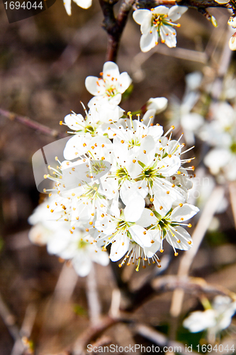 Image of Cherry blossom on a beautiful spring morning
