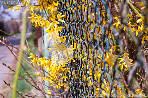 Image of beautiful yellow forsythia flowers outdoor in spring