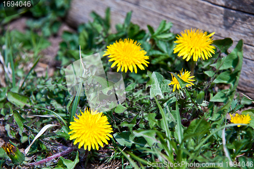 Image of Dandelion with yellow flower in spring sun