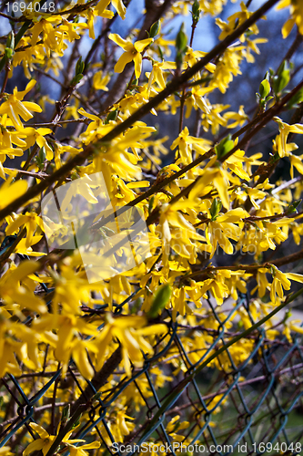 Image of beautiful yellow forsythia flowers outdoor in spring