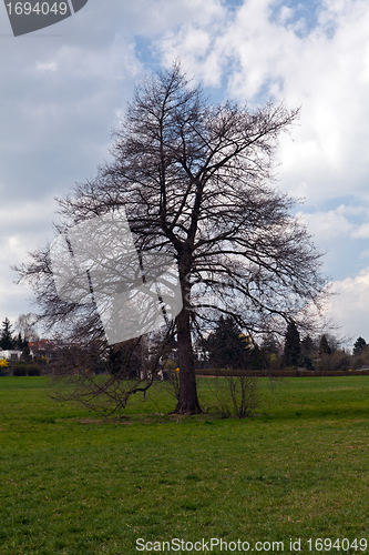 Image of beautiful sunny spring day in the forest 