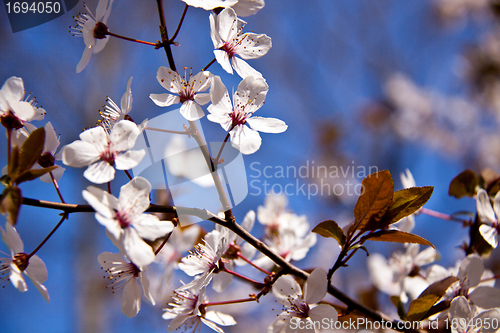 Image of Cherry blossom on a beautiful spring morning