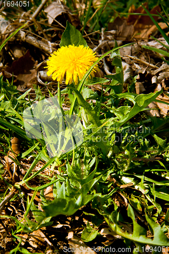 Image of Dandelion with yellow flower in spring sun