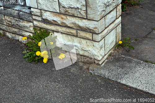 Image of Dandelion with yellow flower in spring sun