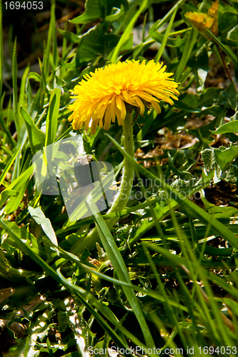 Image of Dandelion with yellow flower in spring sun