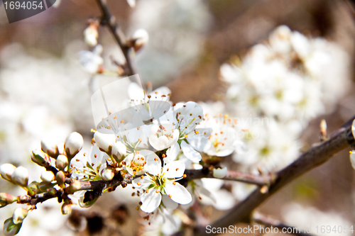 Image of Cherry blossom on a beautiful spring morning