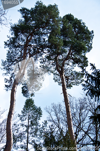 Image of beautiful sunny spring day in the forest 