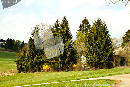 Image of beautiful sunny spring day in the forest 