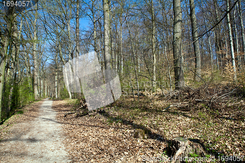 Image of beautiful sunny spring day in the forest 