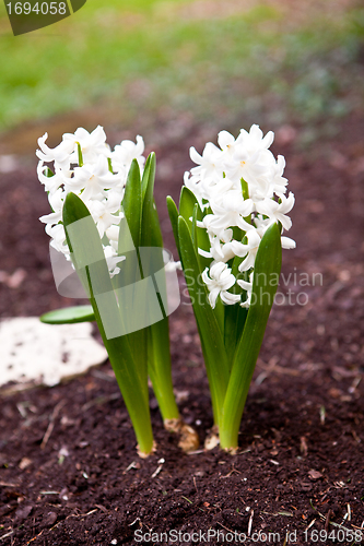 Image of beautiful hyacinth flowers in garden in spring