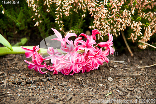 Image of beautiful hyacinth flowers in garden in spring