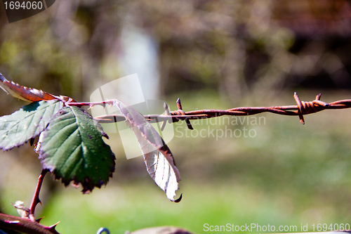 Image of green blackberry bush in spring outdoor macro