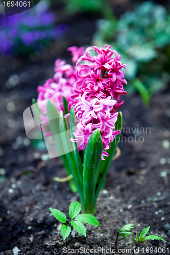 Image of beautiful hyacinth flowers in garden in spring