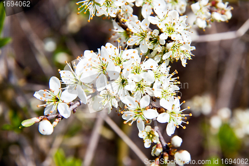 Image of Cherry blossom on a beautiful spring morning